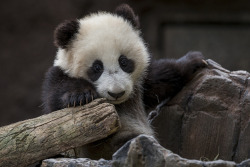 sdzoo:  In honor of Endangered Species Day, an anonymous donor