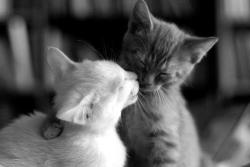 .Love is in the ear… on We Heart It http://weheartit.com/entry/68859855/via/CuteLittleLinda