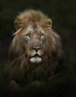 llbwwb:  (via 500px / Southeast African Lion by George Veltchev)
