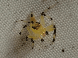 sizvideos:  Transparent jumping spider with visible MOVING retinas!