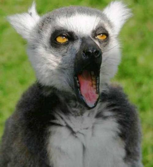 Wakey wakey (Lemur)