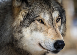 wolfsheart-blog:Wolf portrait by Denis Vesely  