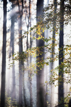 ponderation:  Autumn by Frank van Es   