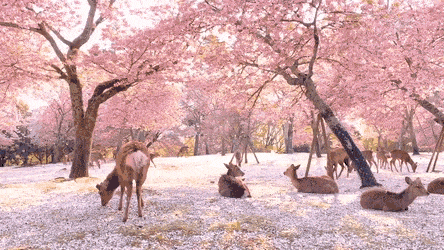 blondebrainpower:Herd of deer relaxing underneath Japan’s cherry