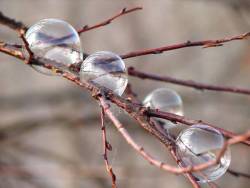 sixpenceee:  If you blow bubbles on a cool, wet day this happens.