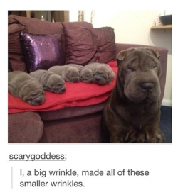 itsstuckyinmyhead:  Dog Tumblr Posts Want to see more? Cat Tumblr