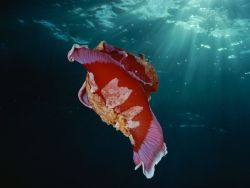 woolgatherer66:   Nudibranchs are blind to their own beauty,