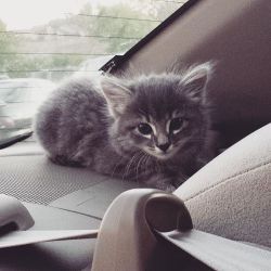 kittycatkissu:  Look at our new babyyyyy!