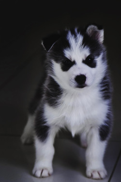 envyavenue:  Siberian Husky Puppy /   Vladimir Zolotarev  