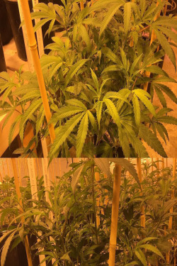 marcstonedagain:Free mini guide: When to harvest your marijuana