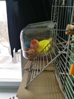 birbinc:Proud mom of 5 fake eggs and 2 balls