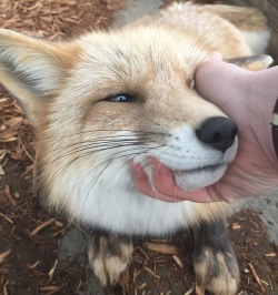 everythingfox:  A handful of fox