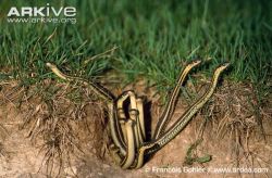 rate-my-reptile:  traviscectomy:  Red sided garter snakes emerging