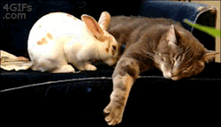 witchedways:  awwww-cute:  Bunny cuddles with cat   bewitched