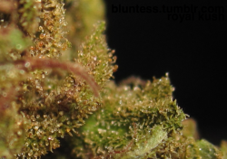 bluntess:  10 favourite macros, in no order c: Royal Kush Alien