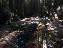 thatgroovyfeeling:  One of the best things about going to UCSC?