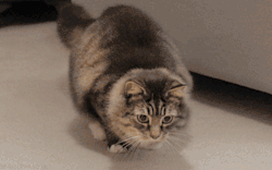 kittehkats:  The butt wiggle of DOOM!  i’m so guilty of