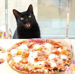 a cat and a pizza what more could you want?