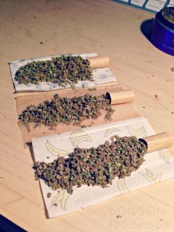 bonglife420:  3 Jays Today 