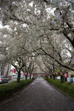 slyf0xes:  By hellokai  