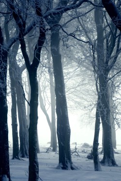 0rient-express:  Winter in the woods | by Andrew Kearton.  