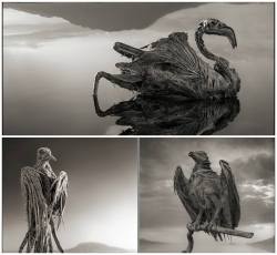 scienceyoucanlove:  Lake Natron in northern Tanzania turns animals