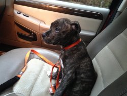 awwww-cute:  My brand new co-pilot