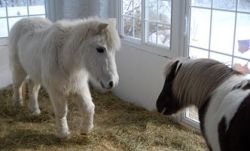 awwww-cute:  My friend let her ponies into her sunporch during