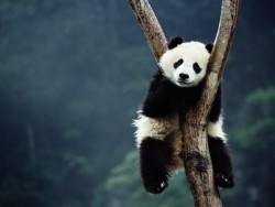 captain-of-the-terranova:  Panda cub