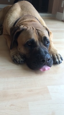 actualdogvines:  This is Rocky my South African mastiff. He may