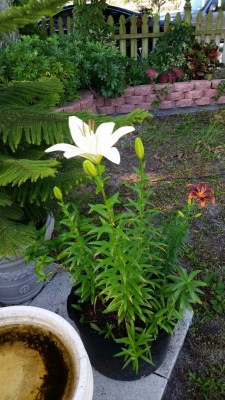 Lilies blooming in my front yard!  ❤️ ❤️ ❤️ Please