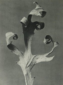 workman:  icancauseaconstellation: Karl Blossfeldt 