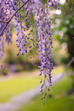 mistymorningme:  Hanging ( Helios 44-2 58mm f/2 m42) © Sorin