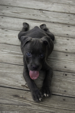 handsomedogs:  its national puppy day !!!!!!!!!!!!!!!!!!!!! 