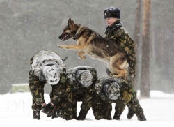 Intelligent obedience (a Belarusian military officer trains