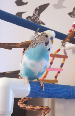 budgiechops:  Everyone please look at this handsome boy