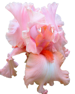 transparent-flowers:  “Pink Bubbles” cultivar from the Iris genus.