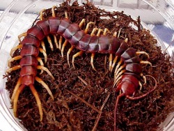 cool-critters:  Amazonian giant centipede (Scolopendra gigantea)The