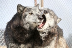 wolveswolves:British Columbia wolves (Canis lupus columbianus)