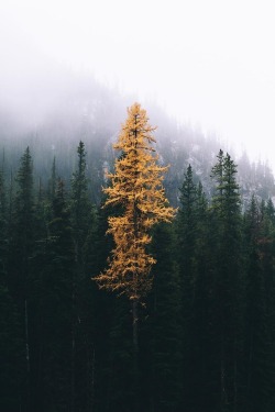 alecsgrg: Stand out | ( by Elliot Hawkey ) 