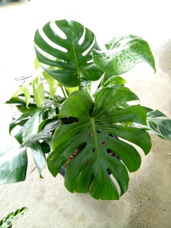 hottiehorti:  Monstera is one of my dream plants that I will