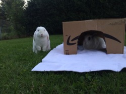 biggrumpybunny:  Guess which one likes the outdoors and which