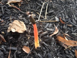 orange fungi from today starring mutinus elegans (elegant stinkhorn)