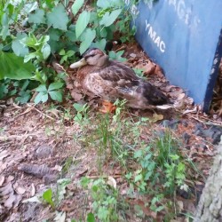 Duck friend said hello on the way back to the car!