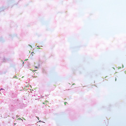 cinnahearts:  sakura trees | 1 2 3 4 5 6 7 8 9    
