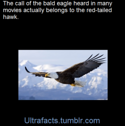 ultrafacts:    Hollywood decided to replace the real bald eagle