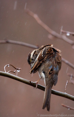 funkysafari:  Song Sparrow by Steven David Johnson