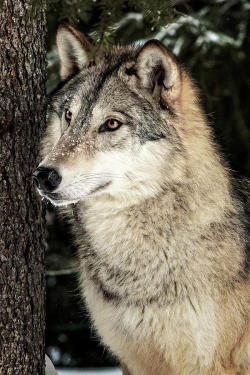 beautiful-wildlife:Grey Wolf by © Wes and Dotty Weber