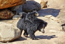 loveforallbears:  Baby sloth-bears live up to their name by making