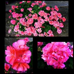 #geraniums #nature #color #spring